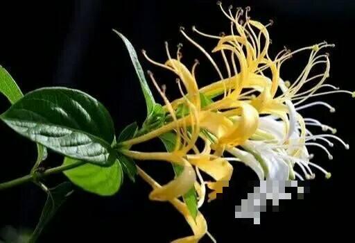 4种花,老中医特爱养,对身心都有帮助 4种花,老中医特爱养,对身心都有帮助