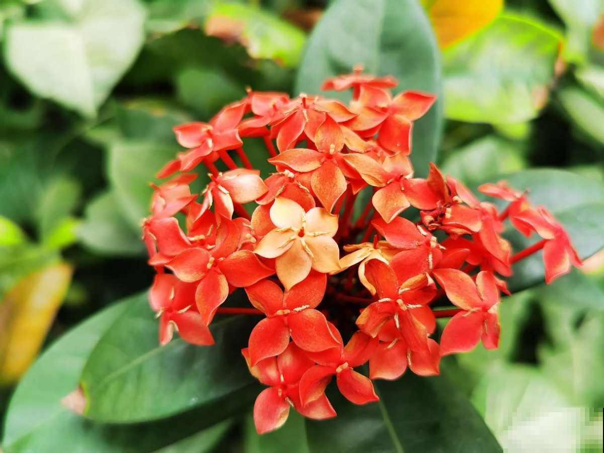 团团圆圆开满花,就看这3种,喜庆氛围拉满 团团圆圆开满花,就看这3种,喜庆氛围拉满