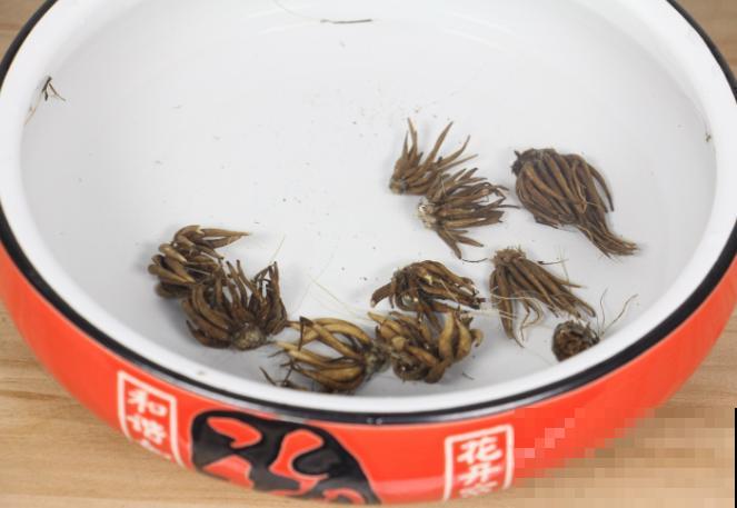 土里埋个“小爪子”，长出“迷你牡丹花”，颜值高气质足