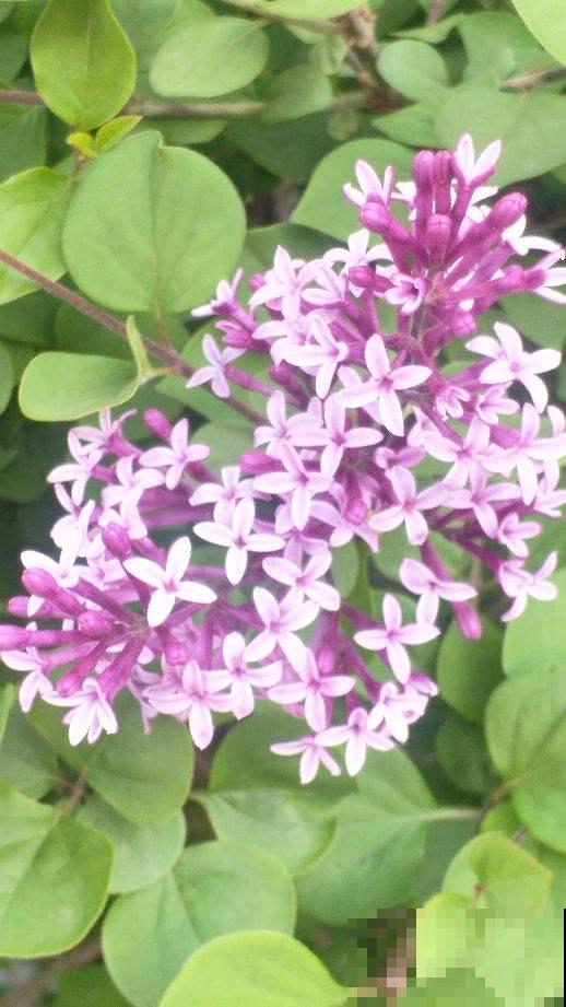 老话说“香花卧室不养人”,这句话不能不信,太有依据 老话说“香花卧室不养人”,这句话不能不信,太有依据