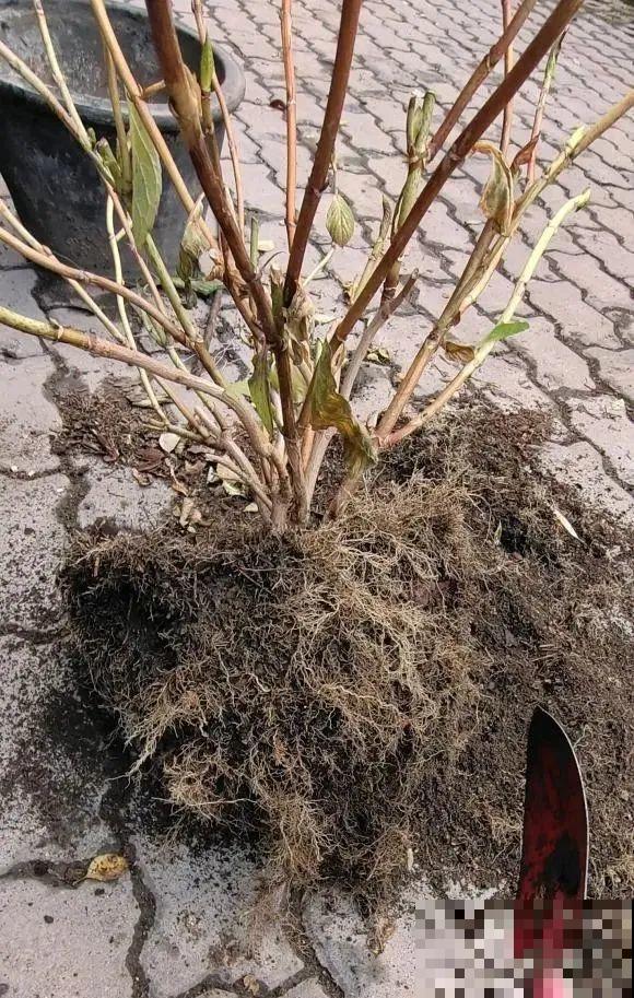 花园三剑客也要换盆,越冷长得越旺,明年呼呼开花 花园三剑客也要换盆,越冷长得越旺,明年呼呼开花