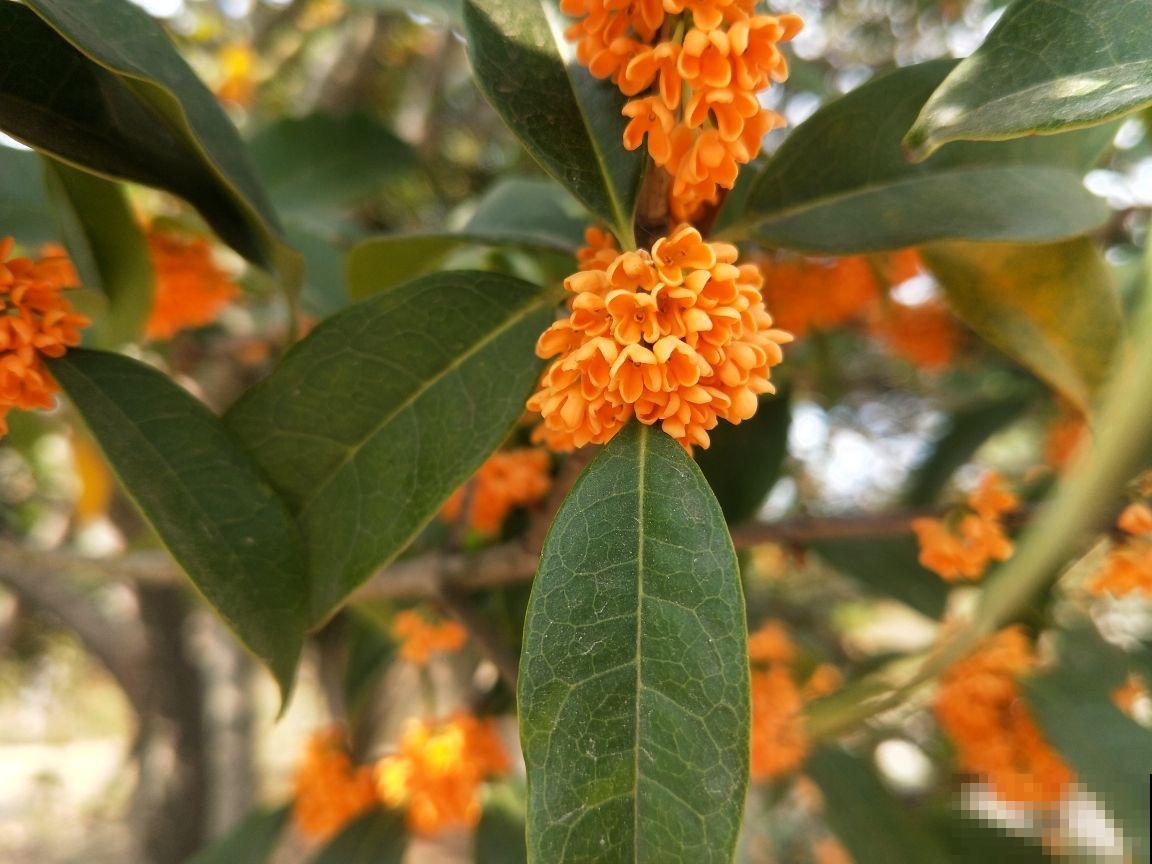 “家里有树,十有九富”,在家养棵树,养人旺家宅 “家里有树,十有九富”,在家养棵树,养人旺家宅