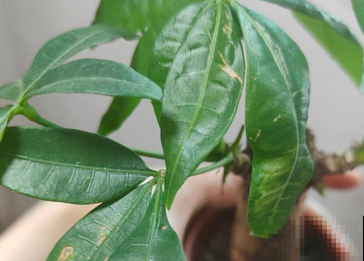 发财树的叶子下垂，一定和这5点脱不了干系，抓紧处理还能恢复