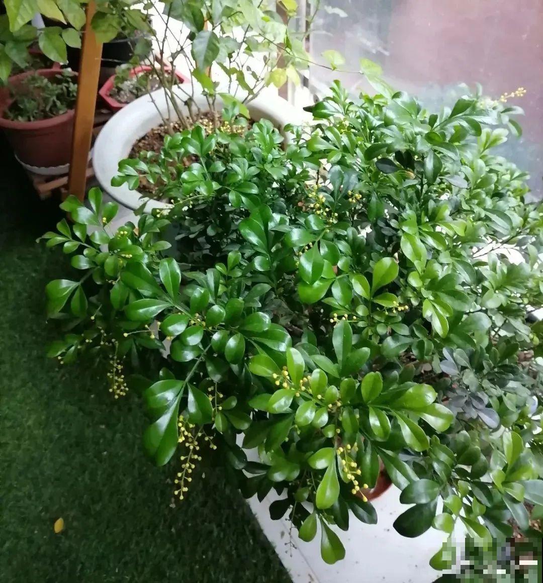 10种过年花，湿养能活命，干养会送命！