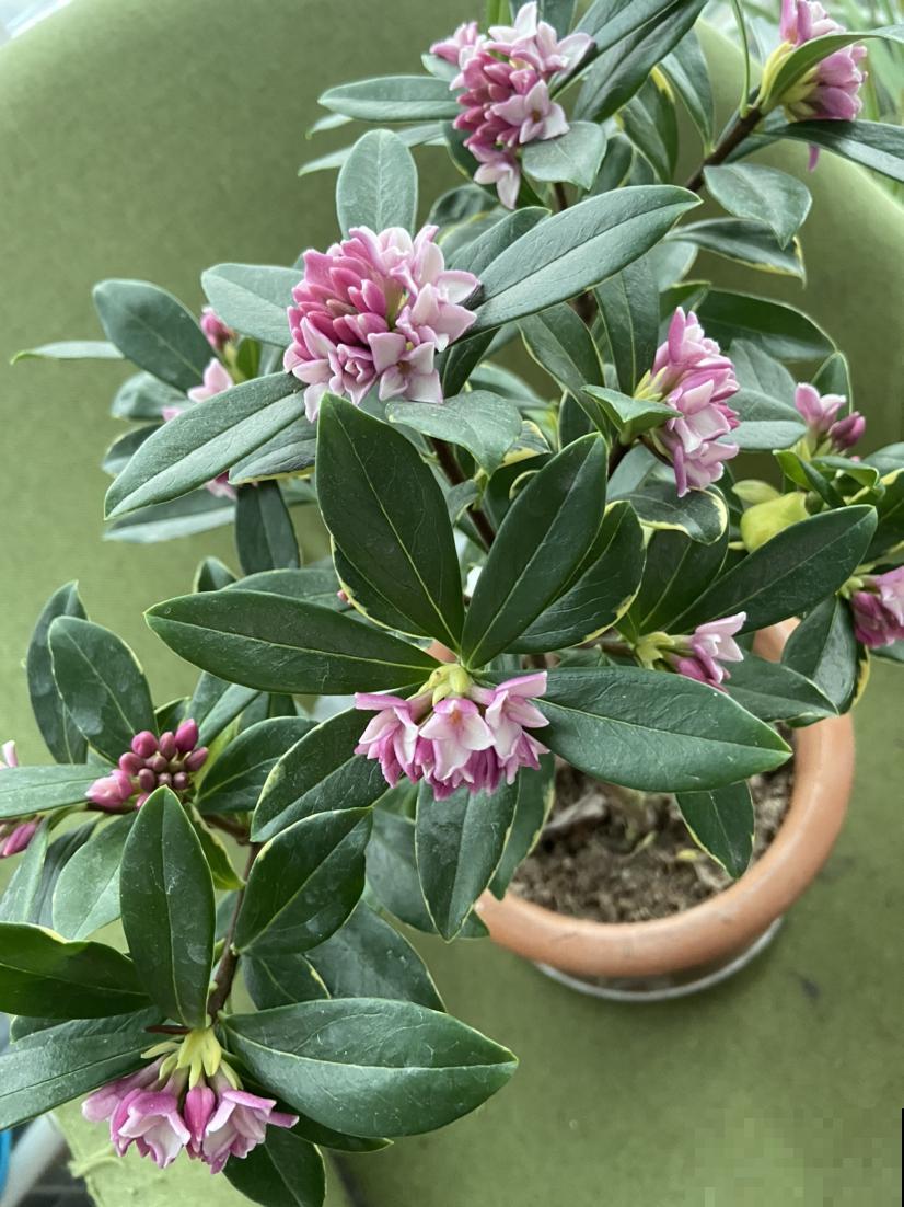 能净化空气的4种花,春天养正合适,还省了香水钱 能净化空气的4种花,春天养正合适,还省了香水钱