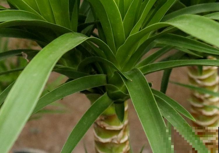 龙血树的侧芽，要想扦插成功，这4点要注意