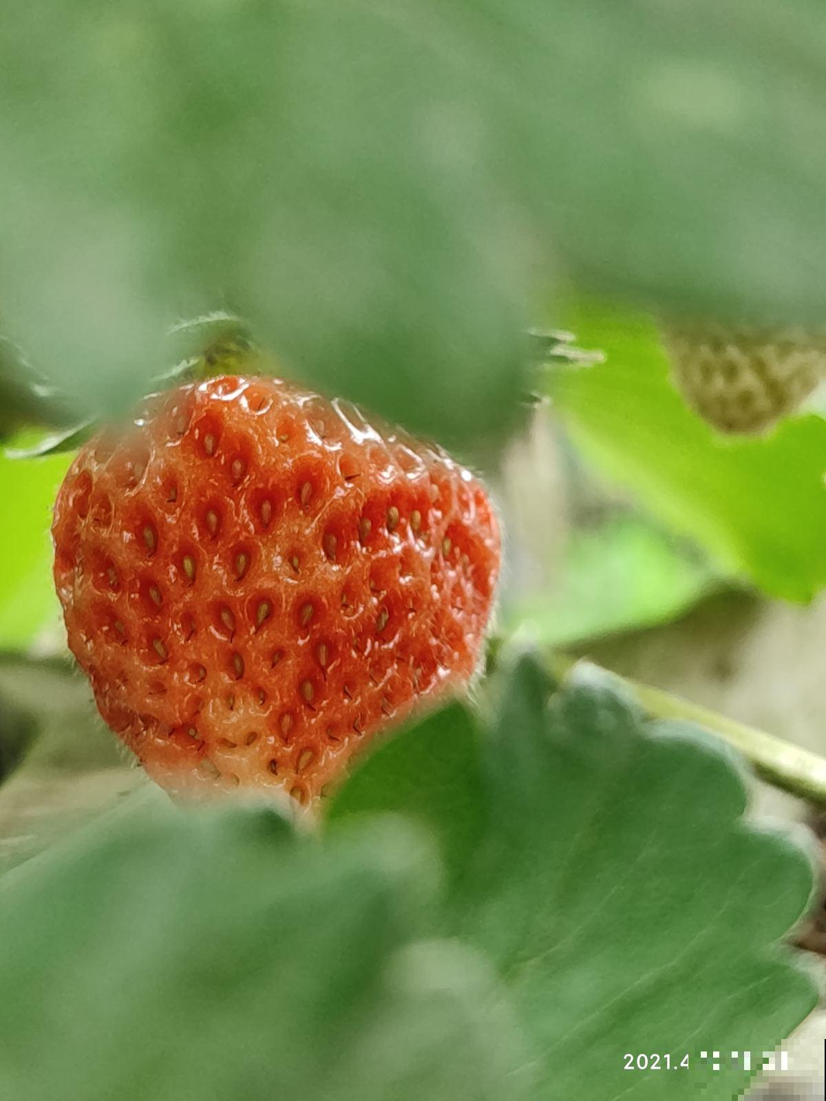 草莓疯狂涨价,却不是应季水果,4种平价水果才“香” 草莓疯狂涨价,却不是应季水果,4种平价水果才“香”