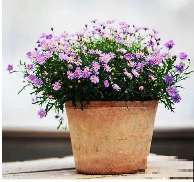 草花中的“小霸王”,耐热耐寒耐阴,开花能开大半年! 草花中的“小霸王”,耐热耐寒耐阴,开花能开大半年!