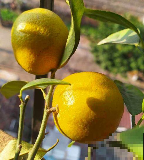 过年家里养盆“香水花”，根本不用喷香水，还能杀菌净化空气