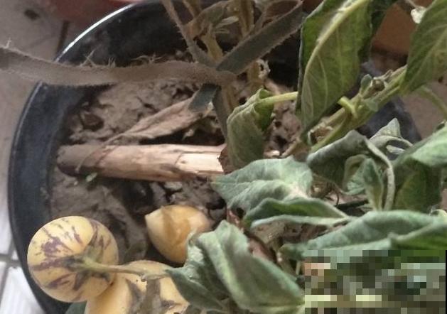 人参果种子养殖，主要这4点，育苗很简单