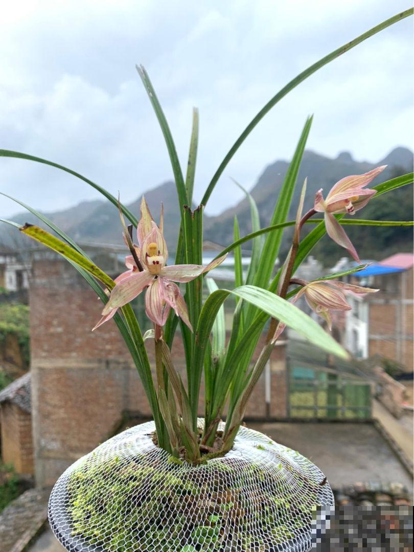 没过清明节，4种花别搬到室外，冻死了就太可惜