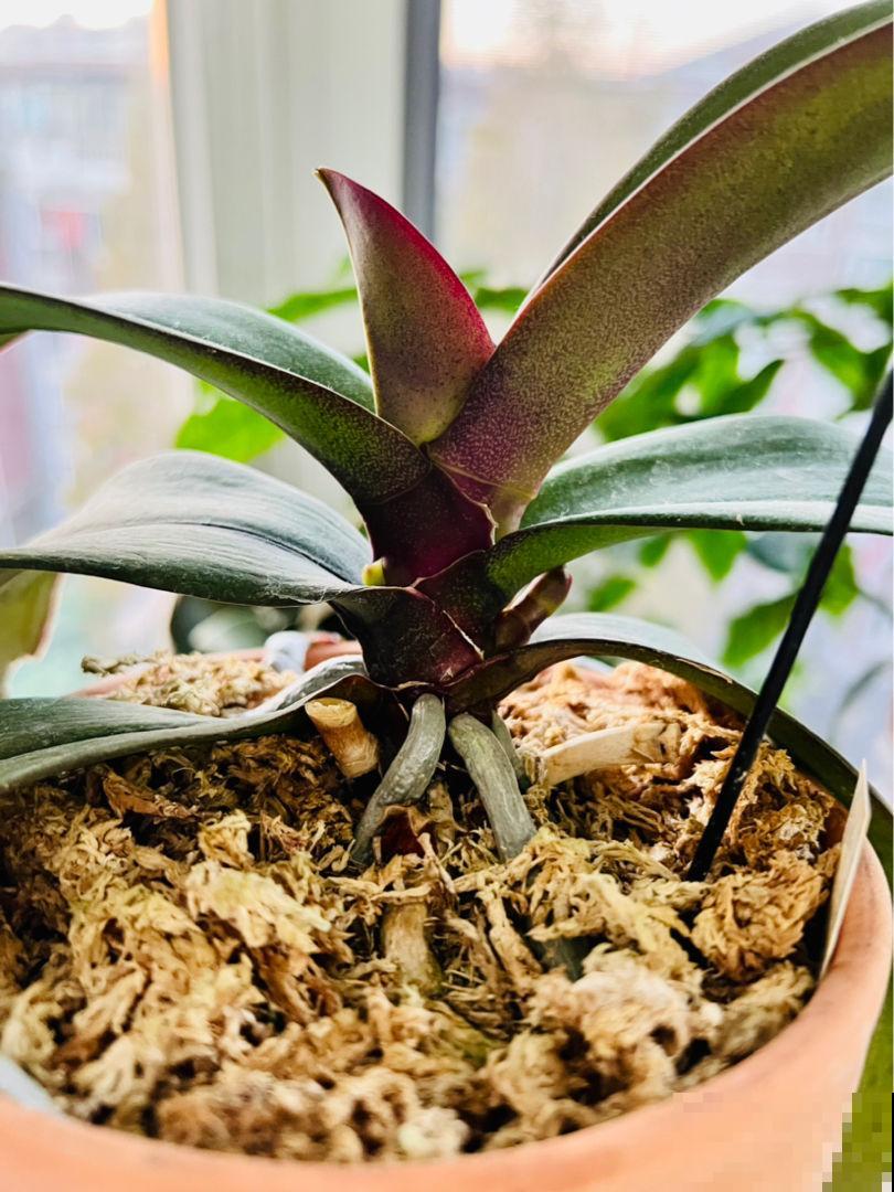 养兰花容易被人忽悠,3个养兰误区,千万别踩坑 养兰花容易被人忽悠,3个养兰误区,千万别踩坑