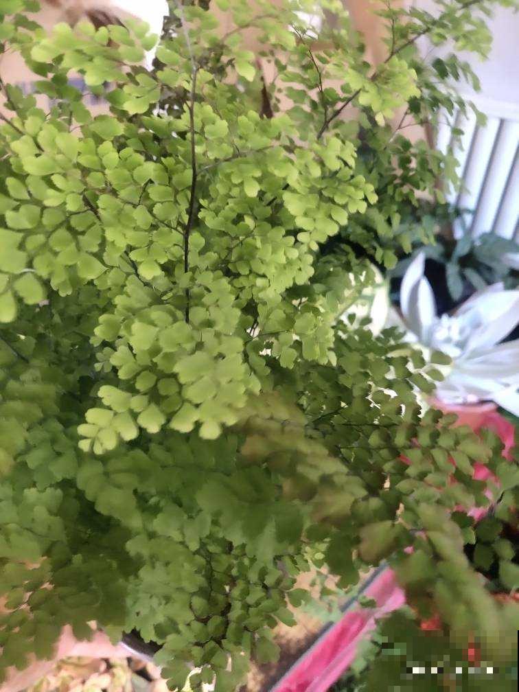 极难养死的4种花，绿萝只排最后一名，能养死算你牛