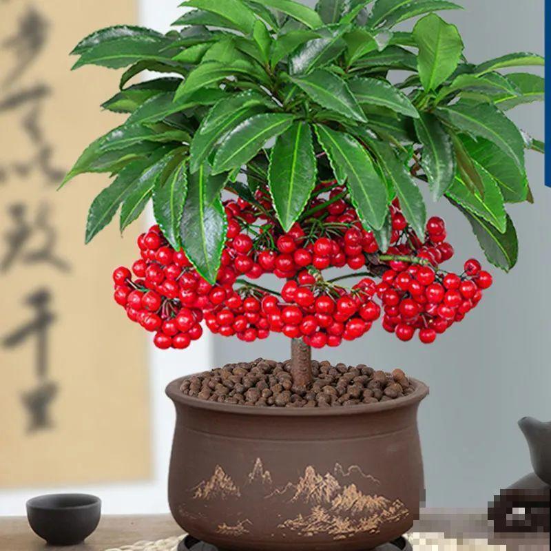 年底养盆喜庆花,有招财旺运好兆头,红红火火好运来 年底养盆喜庆花,有招财旺运好兆头,红红火火好运来