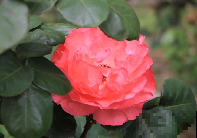 月季种子不要丢，用水泡一泡，很快长出嫩芽芽