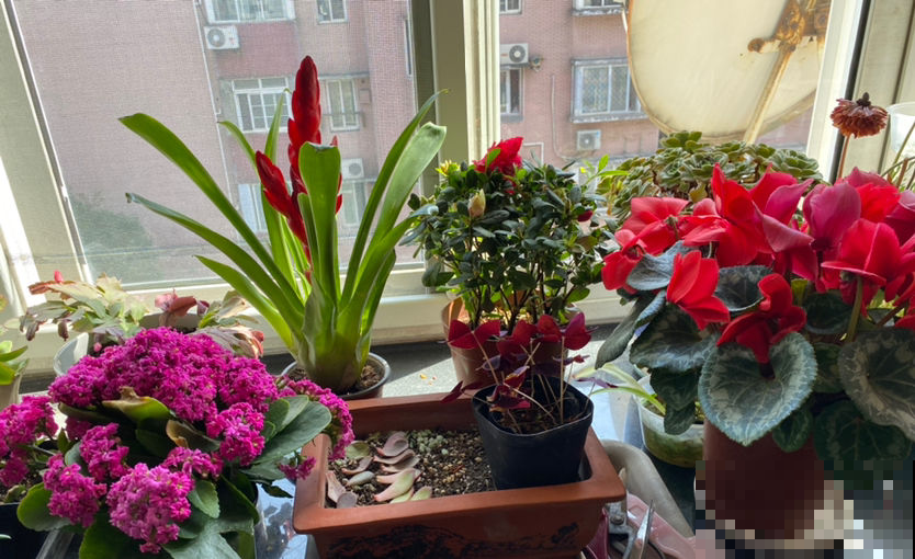 你的爱情是什么样子，从养花中就能看出来