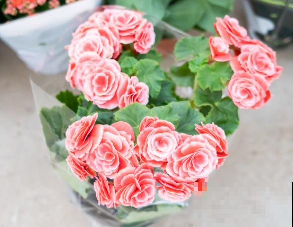 家里养盆“富贵花”，开花多得不见叶，还有吉祥富贵好兆头