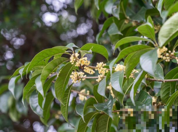桂花树上有白色，多半是粉蚧病，采取措施及时拯救