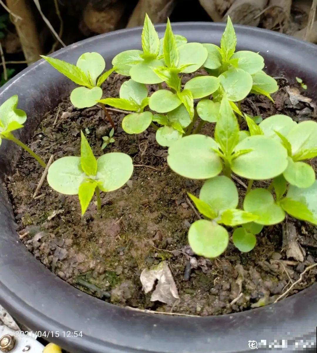 这9种“看家花”，70、80后难忘记，00后不认识！