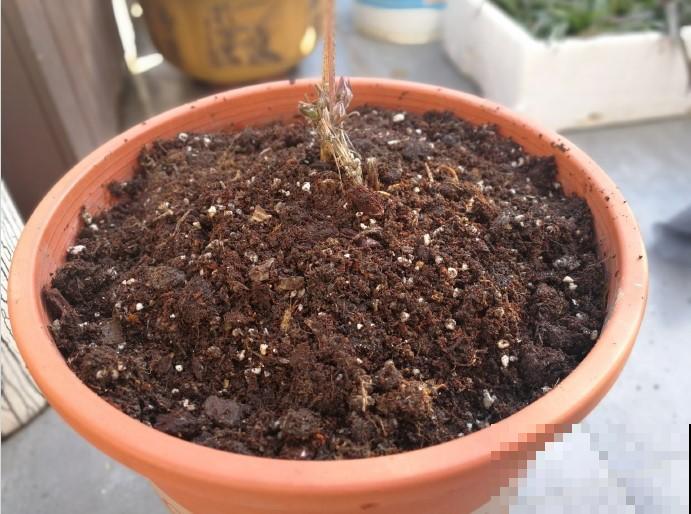 花园三剑客也要换盆,越冷长得越旺,明年呼呼开花 花园三剑客也要换盆,越冷长得越旺,明年呼呼开花