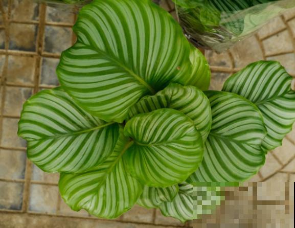 家里光照不好，就养青苹果竹芋，耐阴好养容易爆盆