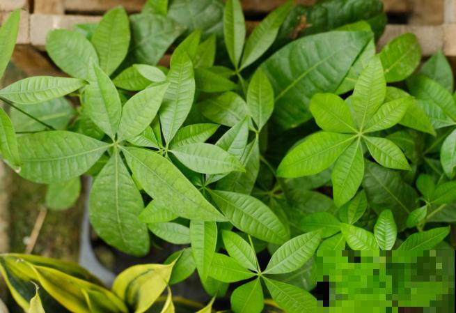 夏天养殖发财树,注意这4点,轻松养好 夏天养殖发财树,注意这4点,轻松养好