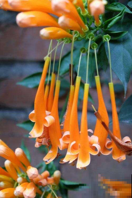 冬天家门口的炮仗花，满屋墙上红红火火，还有招财好兆头