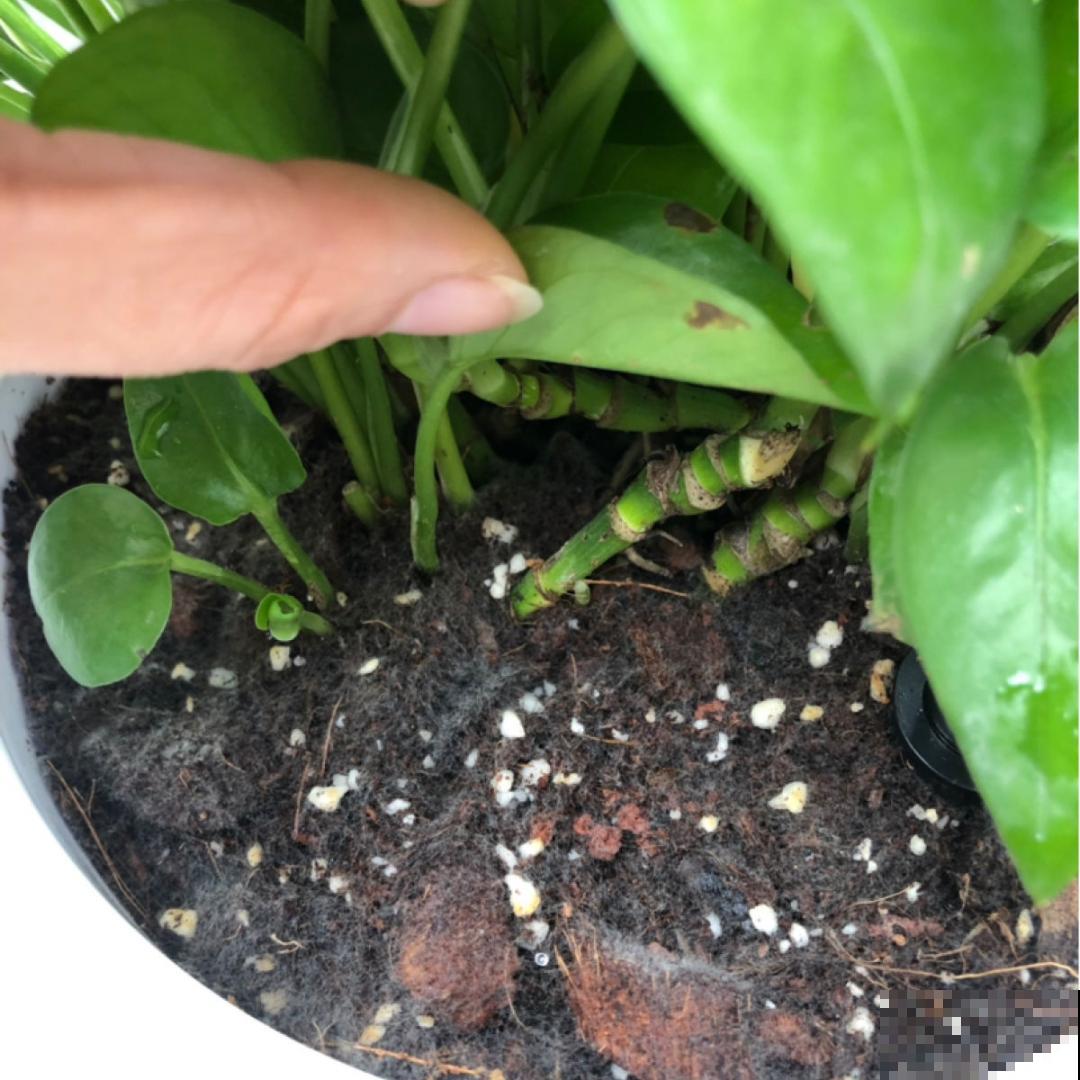 超详细的植物换土步骤,保姆级教程,实用的很 超详细的植物换土步骤,保姆级教程,实用的很