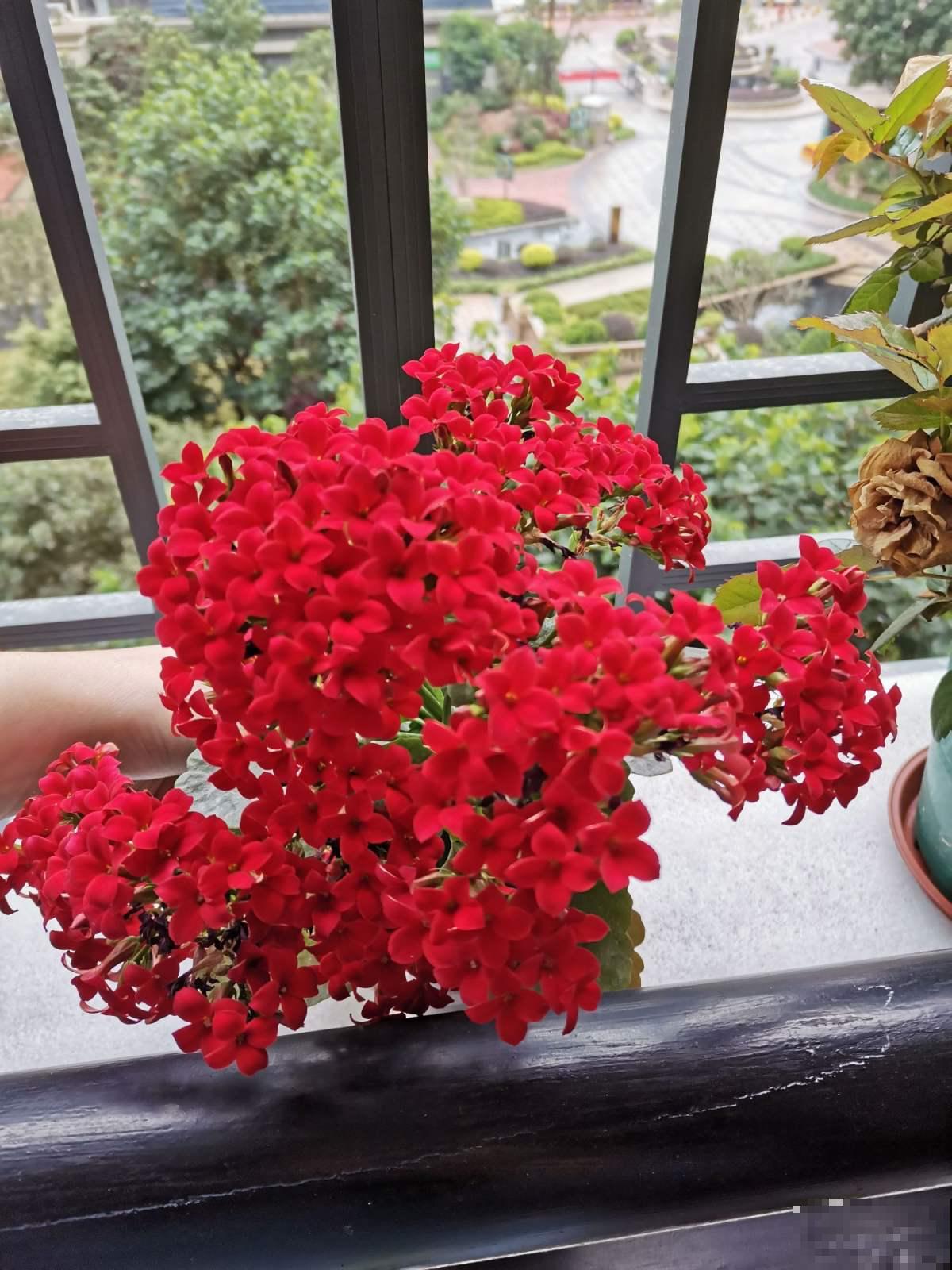 4种花，老年人特爱养，好看又养心