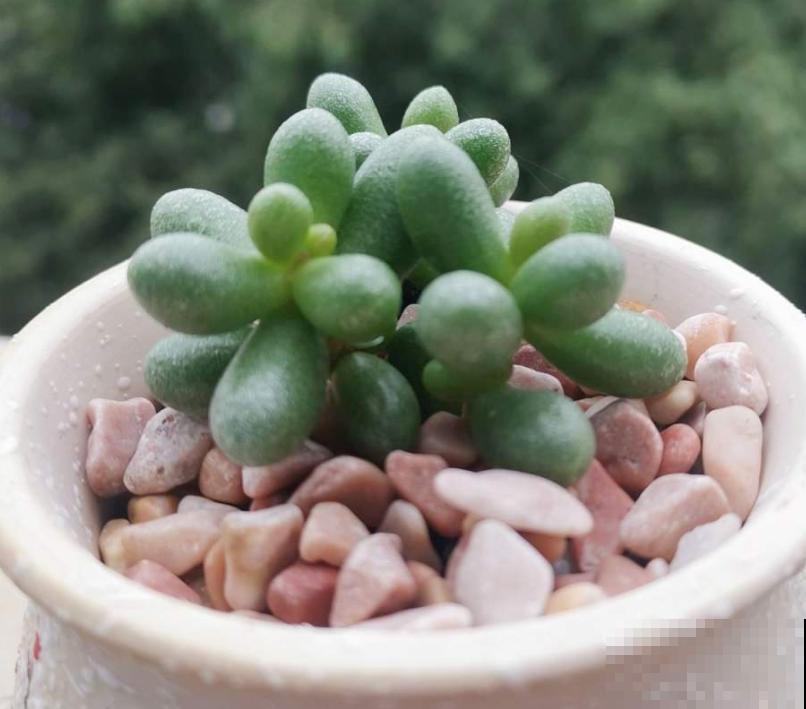 1种多肉的名字叫“绿龟卵”，肉乎乎圆墩墩特可爱，活像艺术品