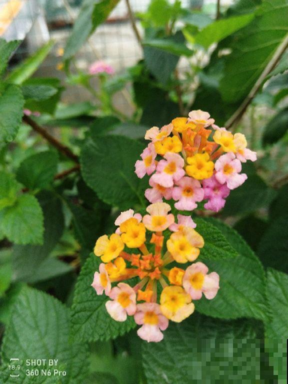 4种“入侵植物”，千万别在家里养，除都除不净，真令人头疼