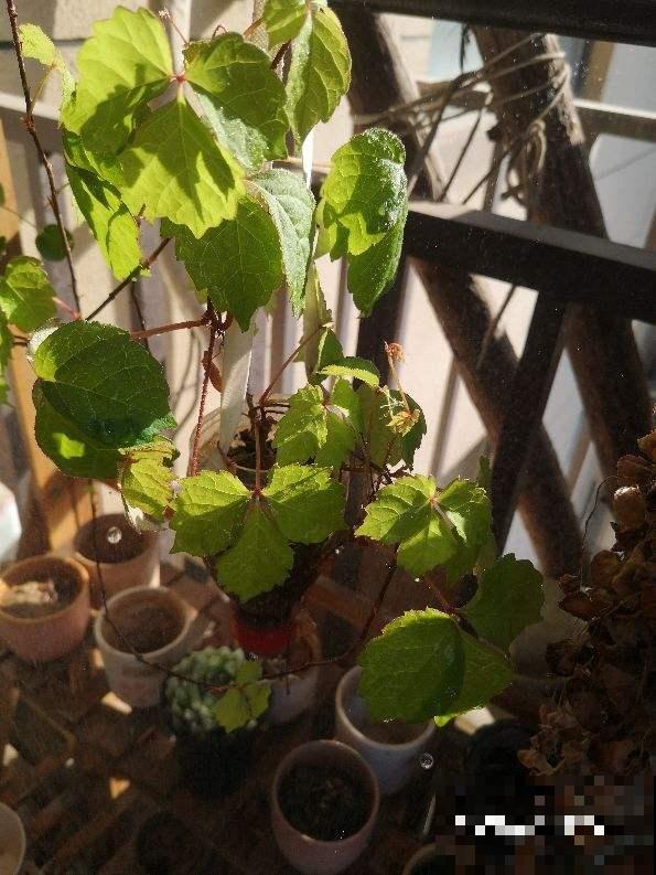 适合虎年养的10种“虎花”，虎运连连不说，还特好养