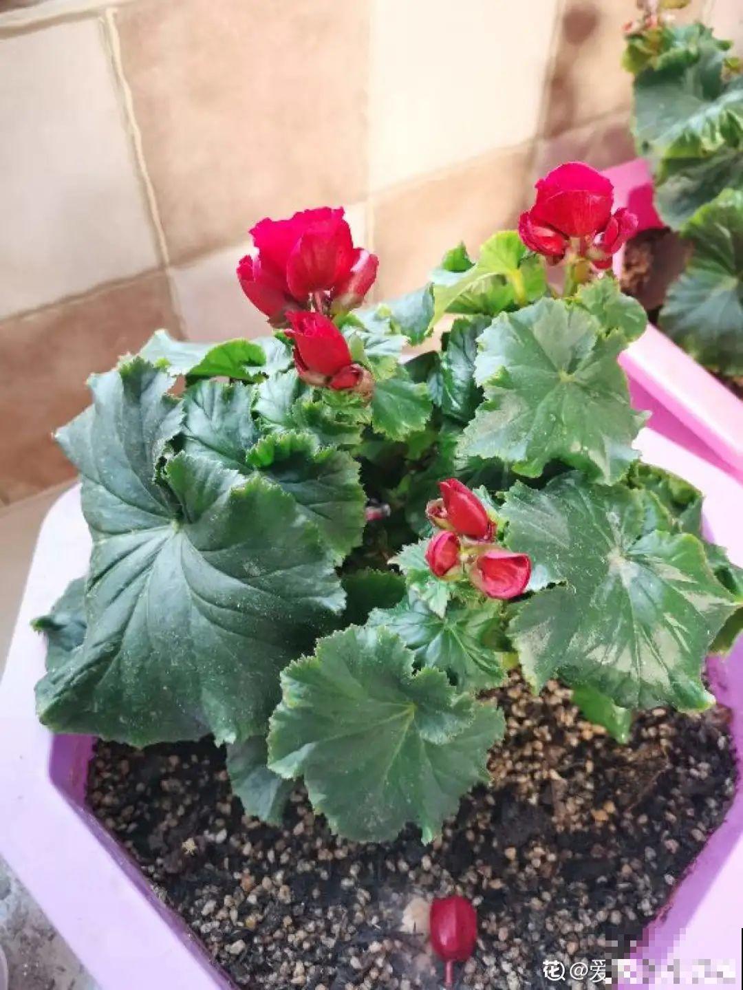 年宵花提前开败,扫兴还“不吉利”,学1招,才能延长花期! 年宵花提前开败,扫兴还“不吉利”,学1招,才能延长花期!