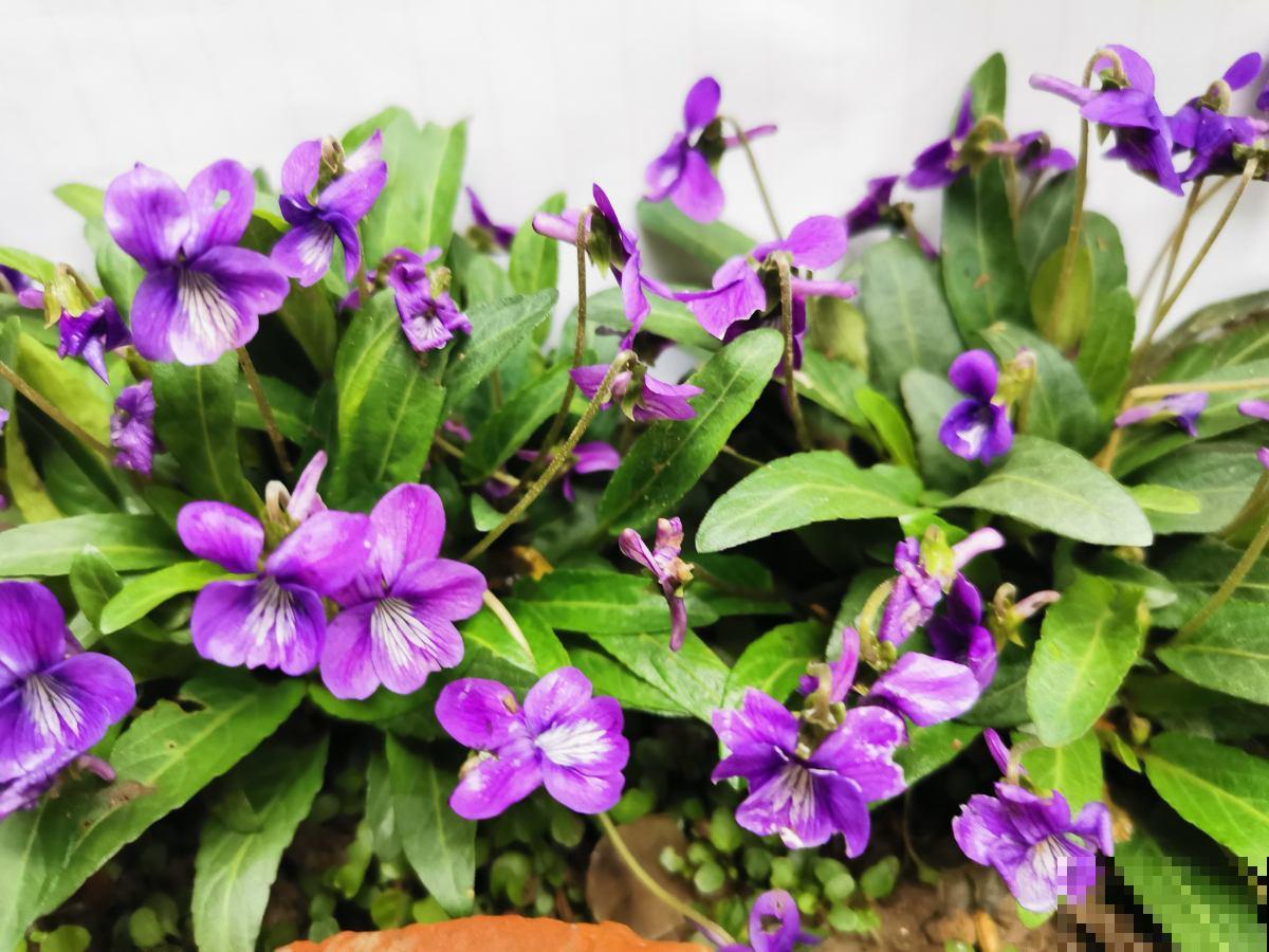 5种花，进了春天快施肥，不然影响开花