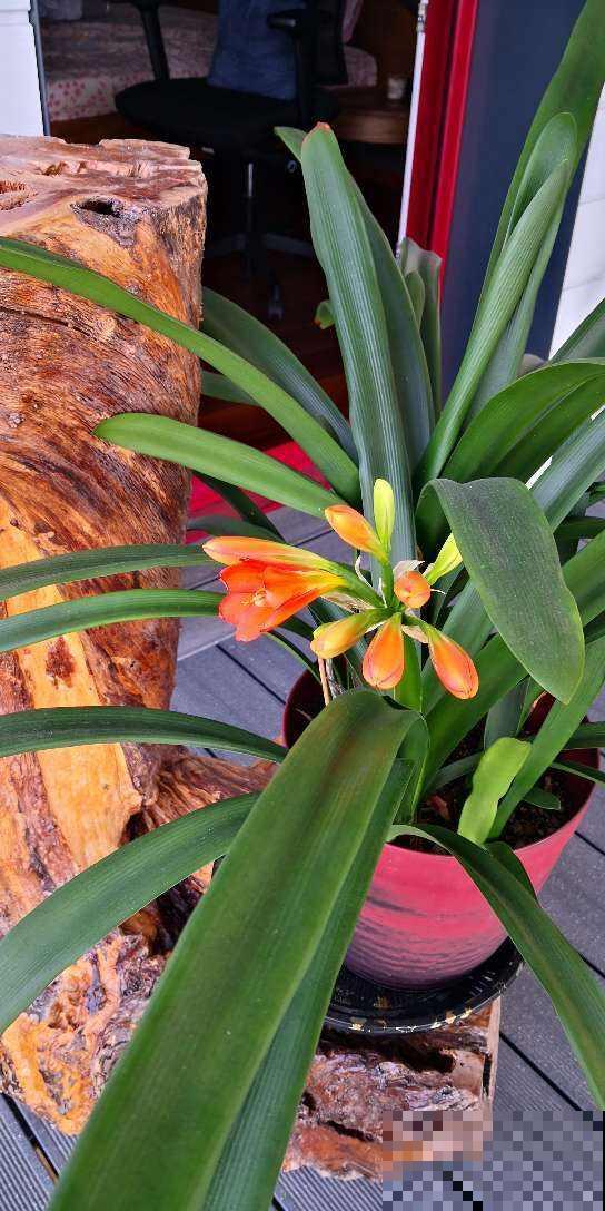 立春之后4种花要换盆，很多人都不懂，难怪烂根长不好