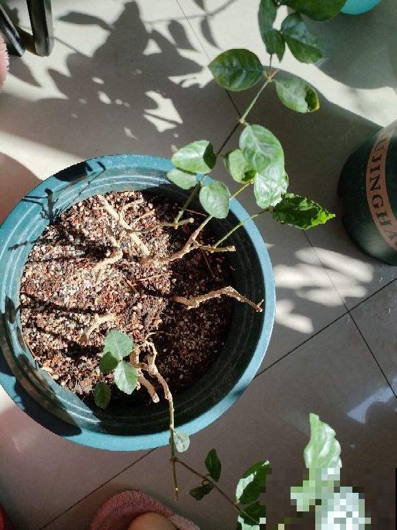 没过清明节，4种花别搬到室外，冻死了就太可惜