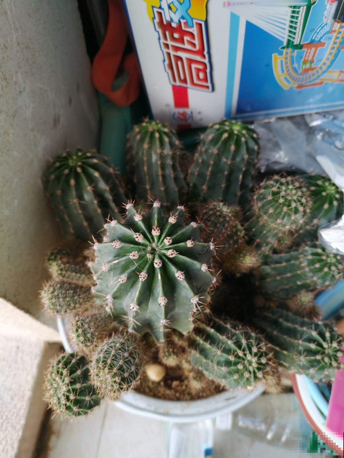 4种花太能“生小崽”，养1盆等于养10盆，性价比超高