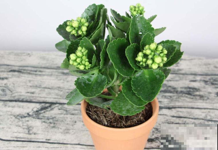 会变色的5种花,春天养家里,奇特有乐趣,阳台变花园 会变色的5种花,春天养家里,奇特有乐趣,阳台变花园