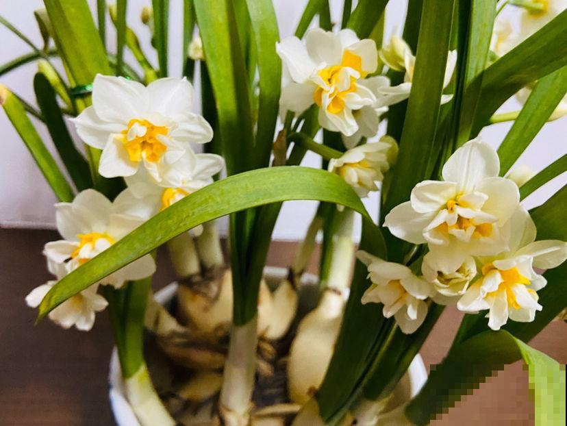 有品味的人,都爱养的4种花,在家养一盆有好兆头 有品味的人,都爱养的4种花,在家养一盆有好兆头