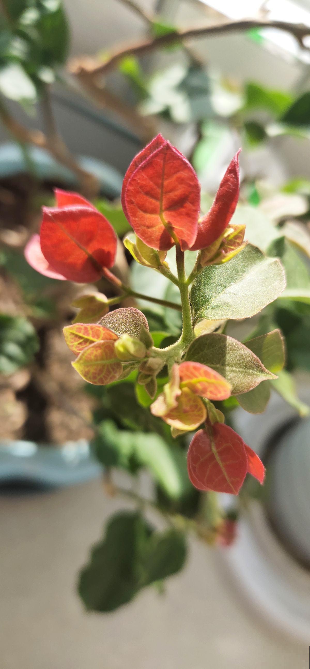 春天注意“倒春寒”，5种漂亮花，清明节没过不能搬到室外