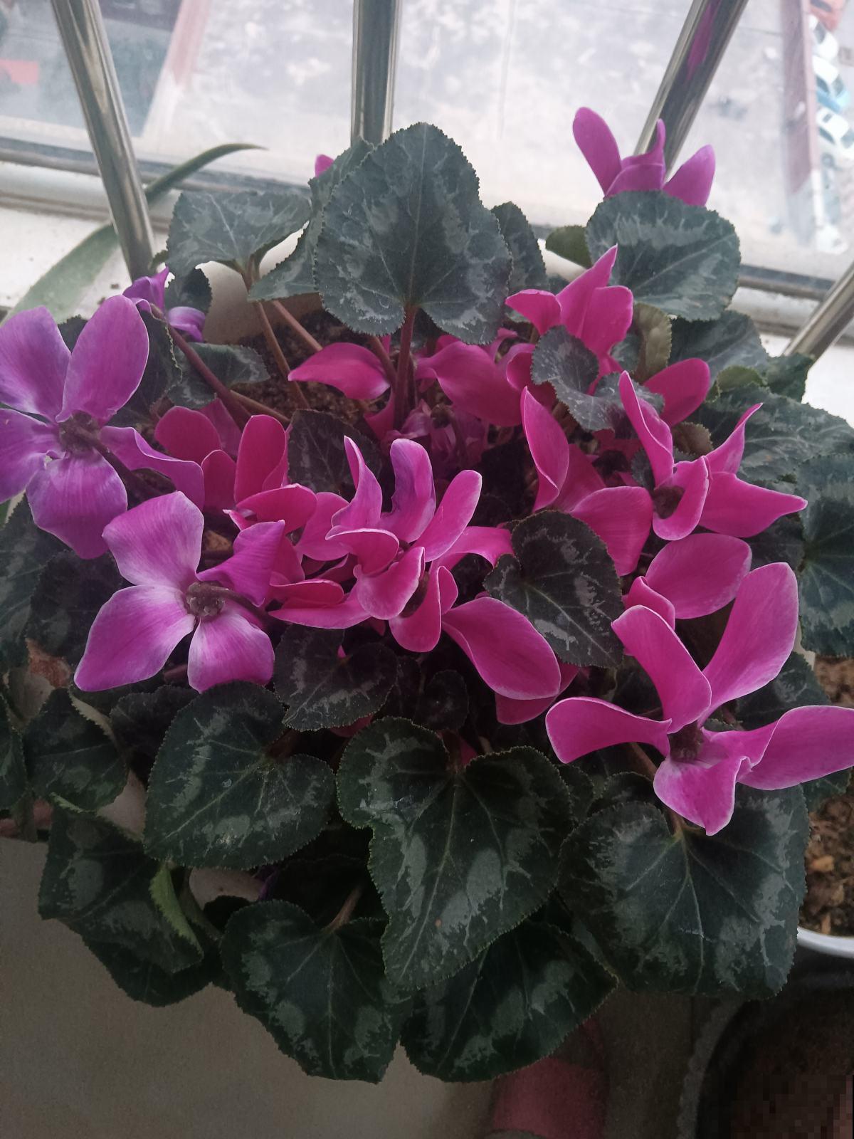 年后赶紧去花市捡漏，年前好几百的花，年后“给钱就卖”