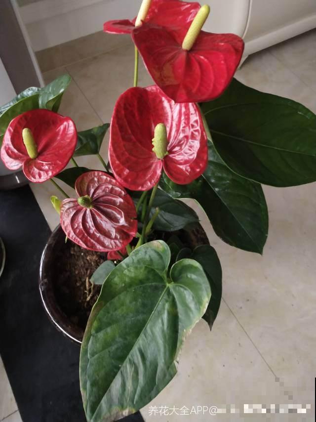 新手小白养红掌,4件事不要着急做,否则到头来竹篮打水一场空 新手小白养红掌,4件事不要着急做,否则到头来竹篮打水一场空