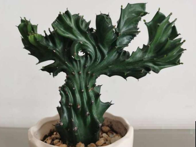 麒麟掌要想扦插,需要注意这5点,后期长势好 麒麟掌要想扦插,需要注意这5点,后期长势好