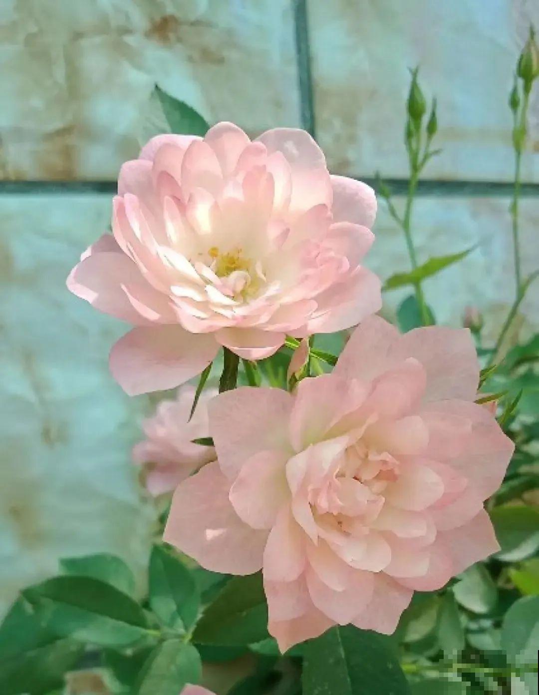 小阳台的开花机器,花期能达大半年,月月爆开不歇气,真香! 小阳台的开花机器,花期能达大半年,月月爆开不歇气,真香!