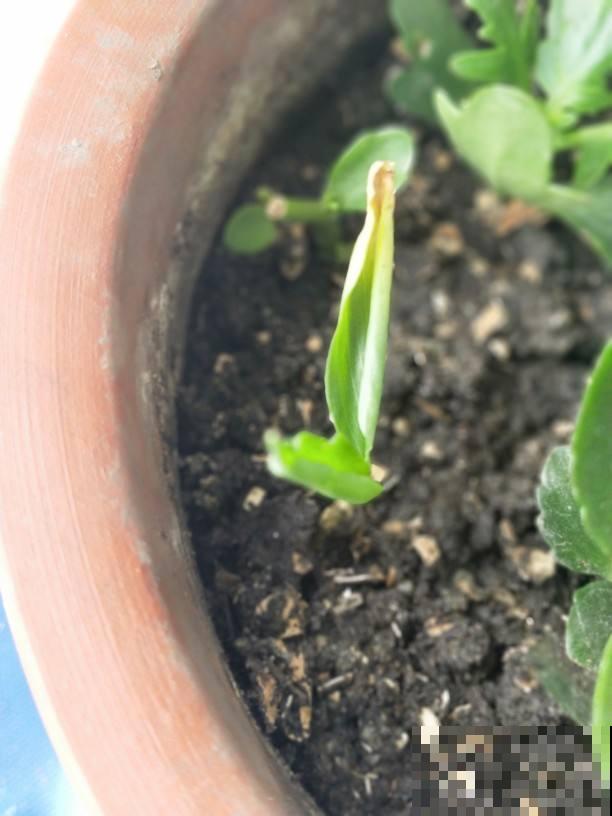 生姜别再花钱买,教你阳台盆栽,种一棵结一盆 生姜别再花钱买,教你阳台盆栽,种一棵结一盆