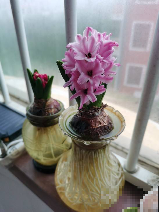 土培养花脏兮兮，水培4种花正合适，干净简洁又上档次