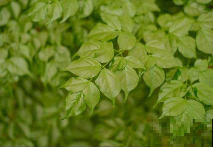 幸福树叶子下垂发蔫，主要和这4点相关，及时处理还能拯救