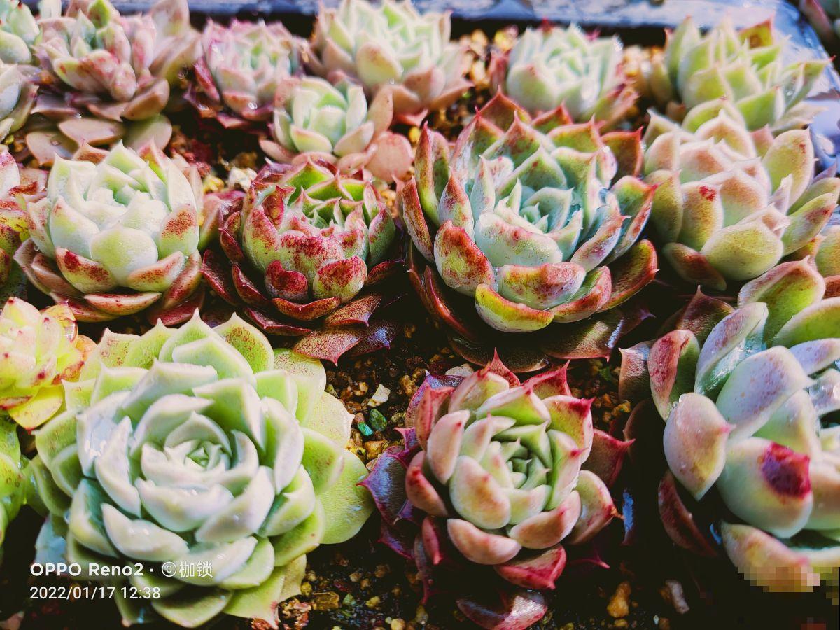 4种花越“肥胖”越好,看着喜庆健康,太“瘦了”像生病 4种花越“肥胖”越好,看着喜庆健康,太“瘦了”像生病