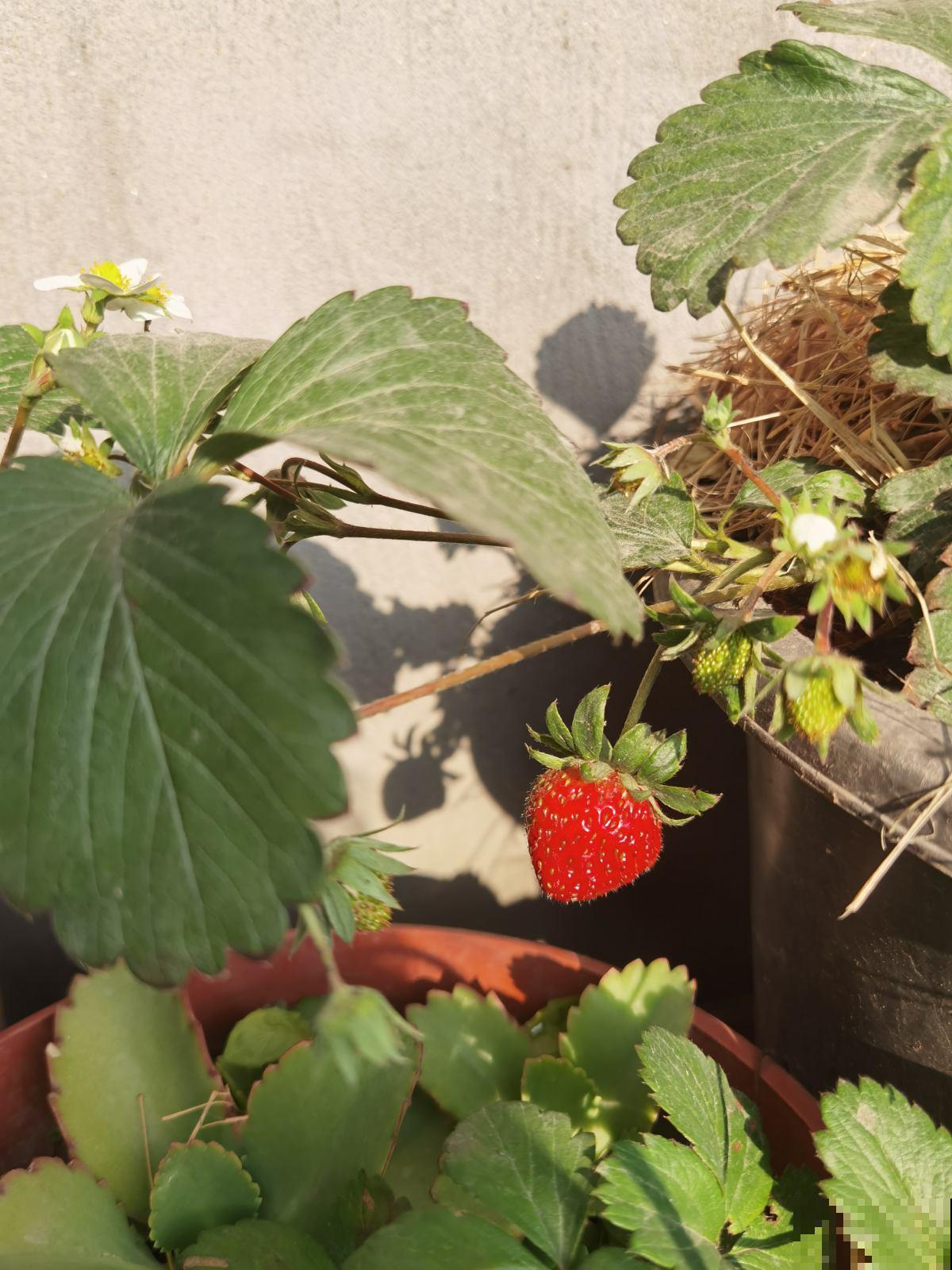 4种花堪称“浇不死”,一天一瓢水,盆盆开爆花 4种花堪称“浇不死”,一天一瓢水,盆盆开爆花