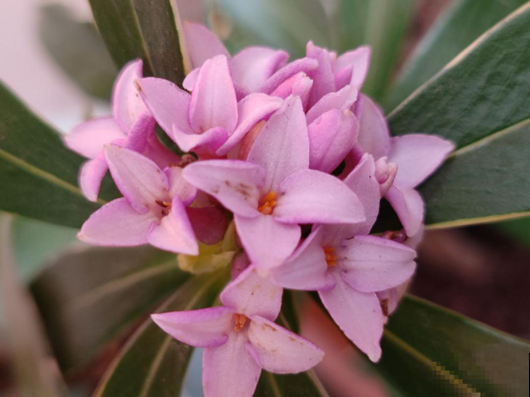大花蕙兰太贵,掉个花苞都心疼,快来注意这3点! 大花蕙兰太贵,掉个花苞都心疼,快来注意这3点!